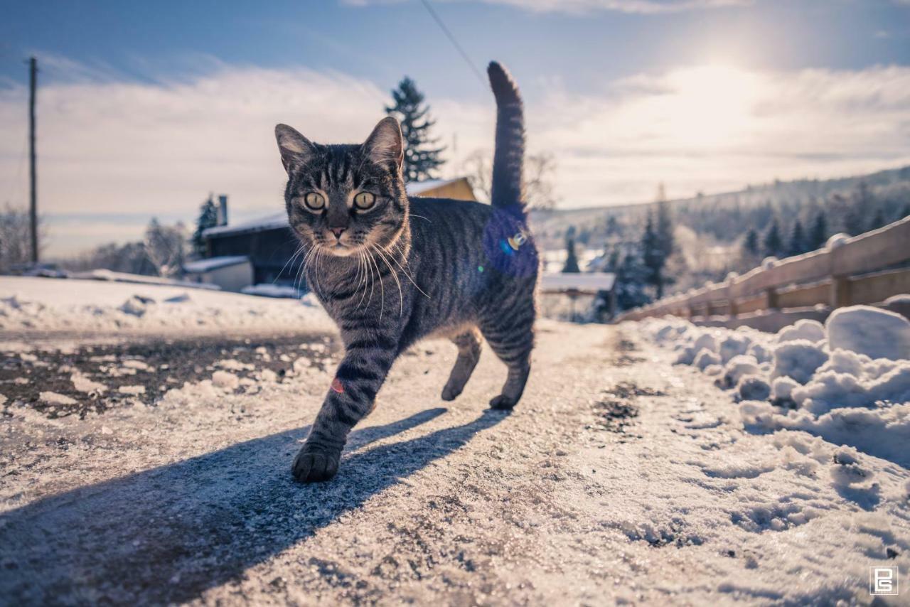 Domek Skowronek Щитна Экстерьер фото